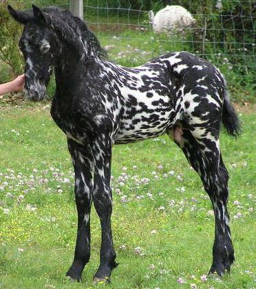 Friesian-Appaloosa Crossbreed Horses